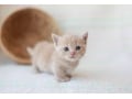 猫のトイレしつけ！失敗しない方法とは