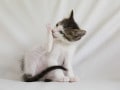 猫がお風呂やシャンプー時に暴れない方法！おすすめのやり方や注意点