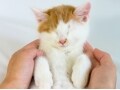 猫にマッサージ！気持ちいいツボを図解付きで紹介