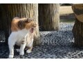 車や花壇に猫が来なくなる！習性を利用した猫よけ法8つ