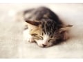 猫の年齢の数え方と平均寿命は？年齢に応じたケアを