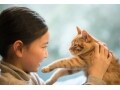 猫の健康チェックと健康診断