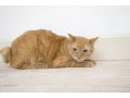 猫の発情期のメカニズム……猫の妊娠と出産に関する注意点