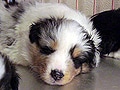 犬を購入・入手する方法