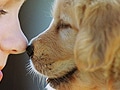 犬から人にうつる病気