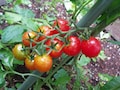初心者におすすめの野菜