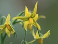 化学農薬を使わずに野菜育てる方法