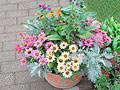 寄せ植えを楽しむ