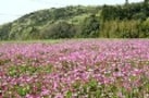 山・野・浜辺で、「摘み菜」を楽しもう