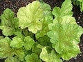 ツボサンゴ（ヒューケラ）を楽しむ