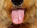 意外に甘党？犬にも味覚がある、少しは味がわかるのだ