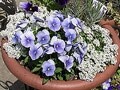 冬のガーデニングを楽しむ花
