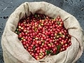 コナコーヒー（マウンテンサンダー農園）を見学