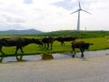 与那国島の観光情報