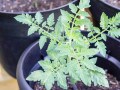 プランターの土の作り方！ 家庭菜園で野菜が育つ土作り