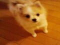 入る？ 入らない？ ペットの保険