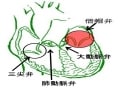 心臓弁膜症（総論）　原因・症状・診断