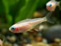 ニューゴールデンネオンテトラの基本情報……美しい熱帯魚！