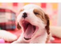 犬の気持ちを鳴き声で知ろう！吠え声にまつわるお話