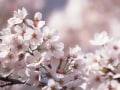 健康歳時記（春）　3～5月の健康管理術