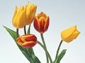 春のガーデニングを楽しむ花