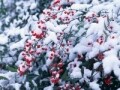 健康歳時記（冬）　12～2月の健康管理術