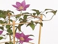 つる植物を楽しむ