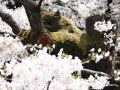 桜並木の借景がある高級賃貸マンション