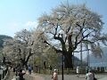 ダム湖の畔で想い出を語り継ぐ桜、荘川桜【岐阜】
