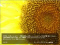 パワポで写真の暑中見舞いはがきを作る