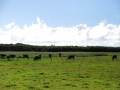 ハートアイランド、黒島