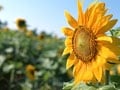 7～8月の盛夏に楽しむ花