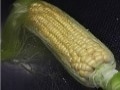 夏バテ回復に、旬のとうもろこし
