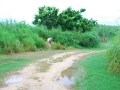 沖縄の台風
