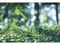 庭の雑草対策……雑草を生えにくくするアイテムや生えた時の対処方法