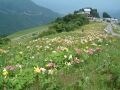 天空の花園へようこそ！湯沢高原アルプの里【新潟】