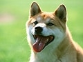 ペットと共生する庭