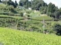 月ヶ瀬健康茶園の紅茶