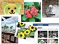 高度な加工も簡単に！ Adobe Photoshop Elements 10