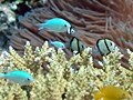 熱帯魚を飼う！ 水槽を置くリフォームの工夫