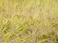 秋ドラマ概況:久々の豊作 家政婦のミタ＆妖怪人間ベム