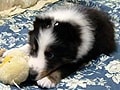 子犬が欲しい人とブリーダーとをつなぐポータルサイト
