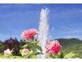 四季咲き性バラの剪定方法…薔薇を整枝・剪定する目的とは