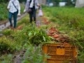 ボラホリで体験する田舎暮らし