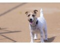 犬の用語集【は行】覚えておくと役に立つかも？ 