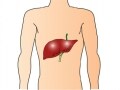 B型肝炎の症状・検査・治療