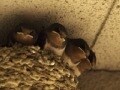 日本は季節とコラボする…… 四月：花残月