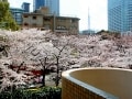 桜並木が囲む高級賃貸マンション「アークタワーズ」