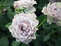 第14回 国際バラとガーデニングショウレポート