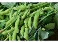 枝豆の栽培方法……大豆にする育て方や手入れや植え付け方など